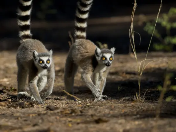 ESG. The tale of the tortoise, the hare… and the lemur